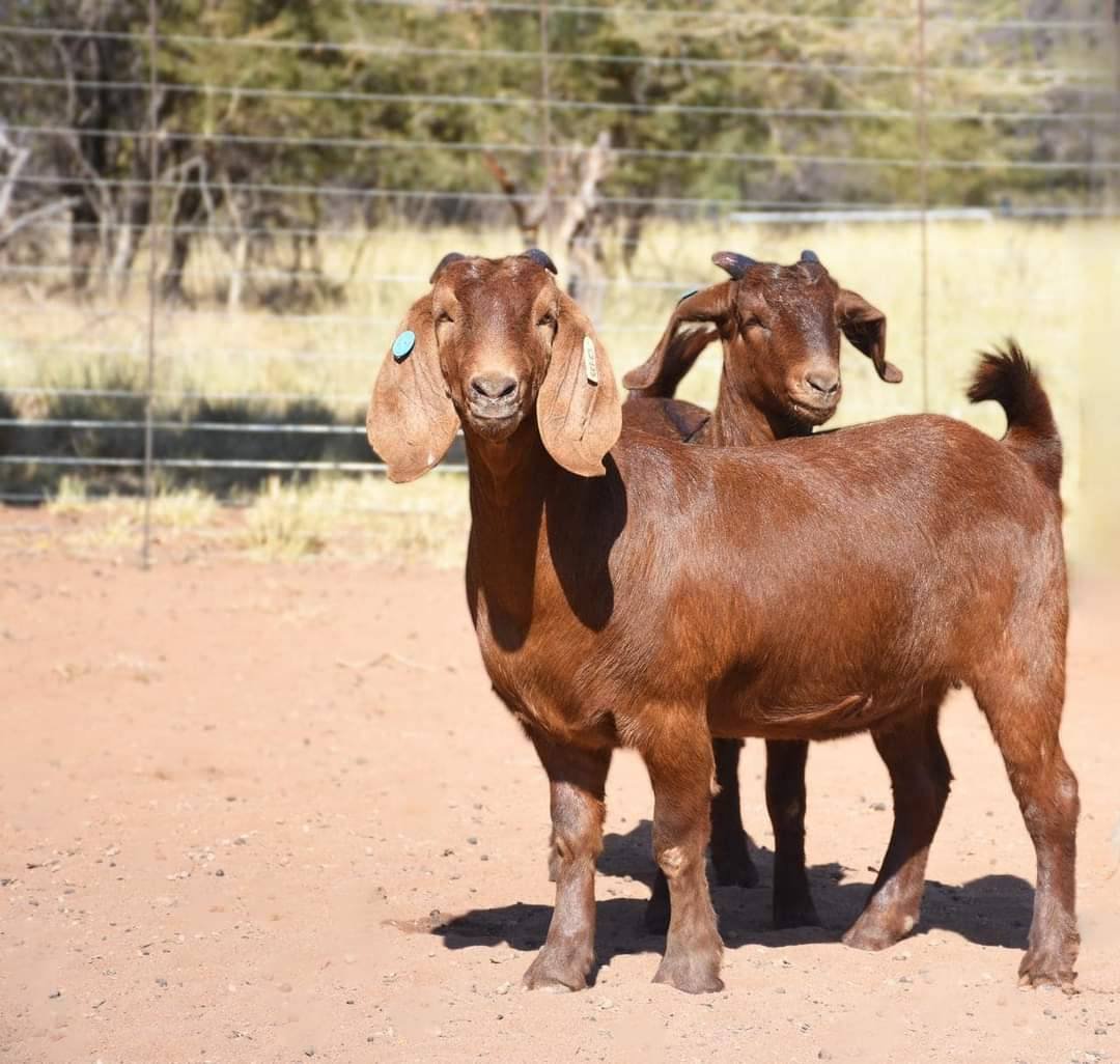 Goat Premium