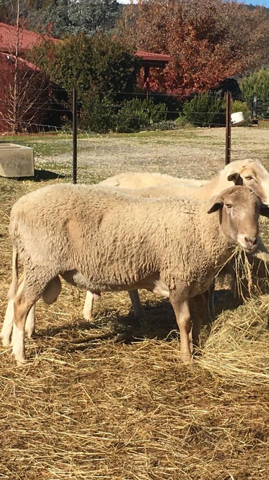 Sheep Premium