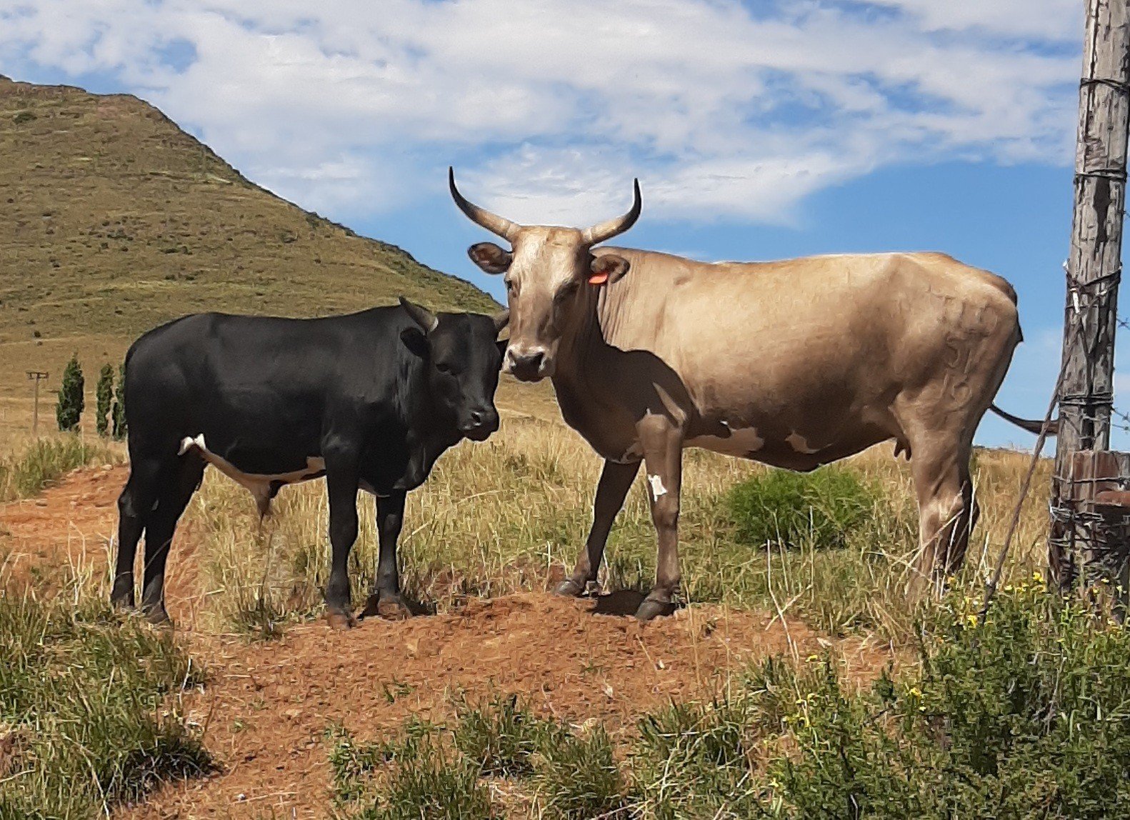 Whole Cow